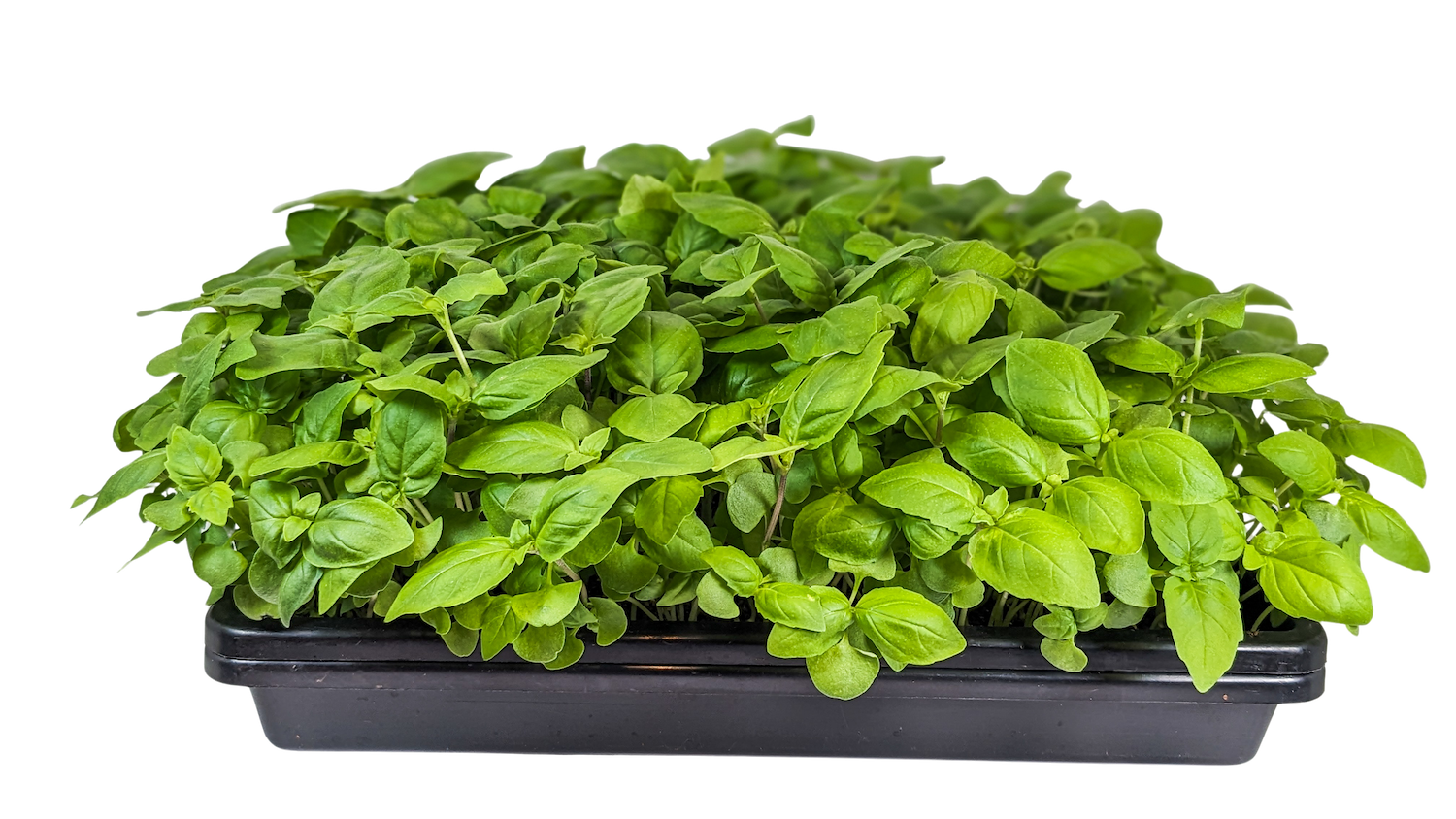 Micro Thai Basil